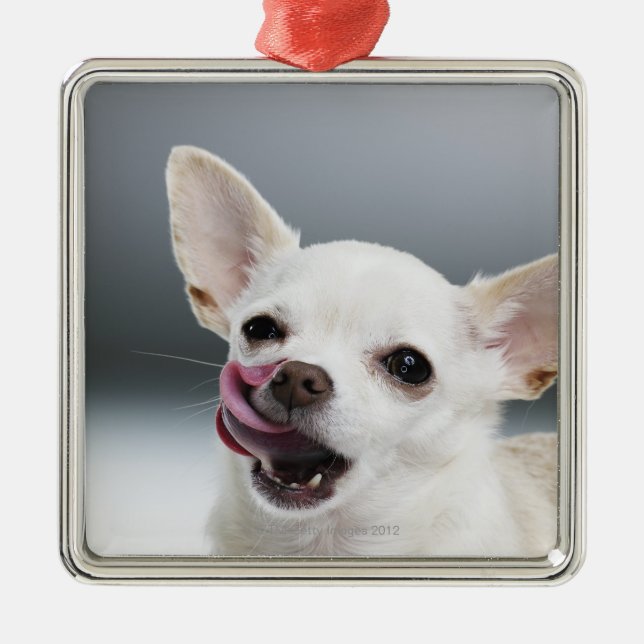 Weiße Chihuahua, die Lippen lecken Silbernes Ornament (Vorne)