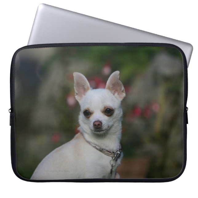 Weiße Chihuahua Laptopschutzhülle (Vorderseite)