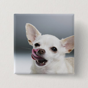 Weiße Chihuahua leckende Lippen Button