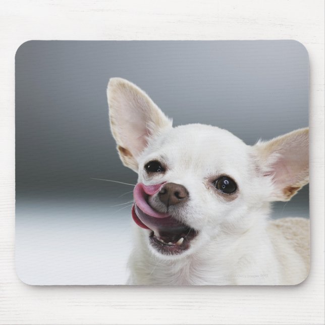 Weiße Chihuahua leckende Lippen Mousepad (Vorne)