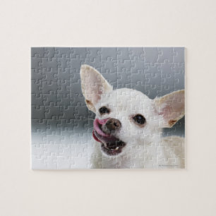 Weiße Chihuahua leckende Lippen Puzzle
