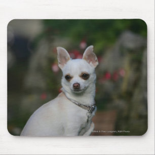 Weiße Chihuahua Mousepad