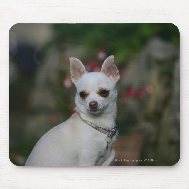 Weiße Chihuahua Mousepad (Vorne)