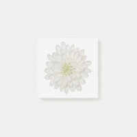 Weiße Chrysantheme-Haftnotizen