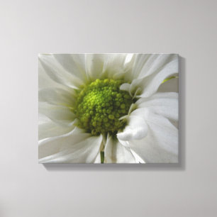 Weiße Chrysantheme Leinwanddruck