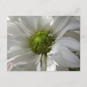 Weiße Chrysanthemumpostkarte Postkarte