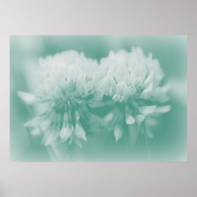 Weiße CLover Wildblume in Aqua Poster (Vorne)