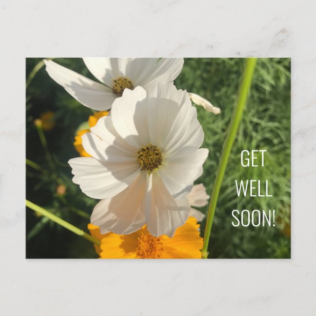 WEIßE COSMO-BLUME GENESUNG WÜNSCHE POSTKARTE (Vorderseite)