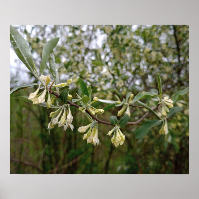 Weiße cremefarbene Blüten am Busch nach Frühlingsr Poster (Vorne)