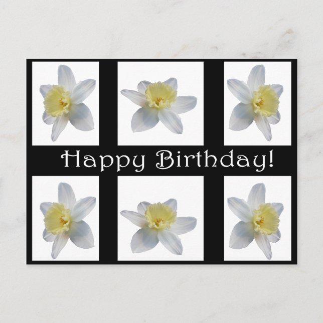 Weiße Daffodil Postkarte (Vorderseite)