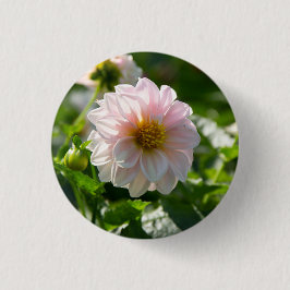 Weiße Dahlie im Foto Button