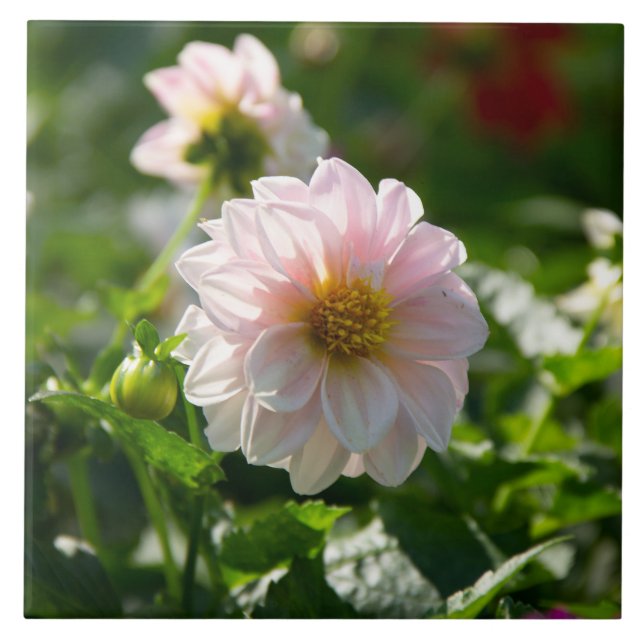 Weiße Dahlie im Foto Fliese (Vorderseite)