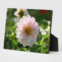 Weiße Dahlie im Foto