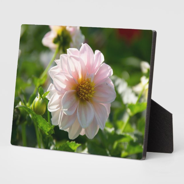 Weiße Dahlie im Foto Fotoplatte (Seite)