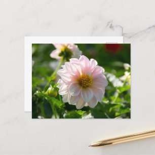 Weiße Dahlie im Foto Postkarte
