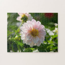 Weiße Dahlie im Foto Puzzle