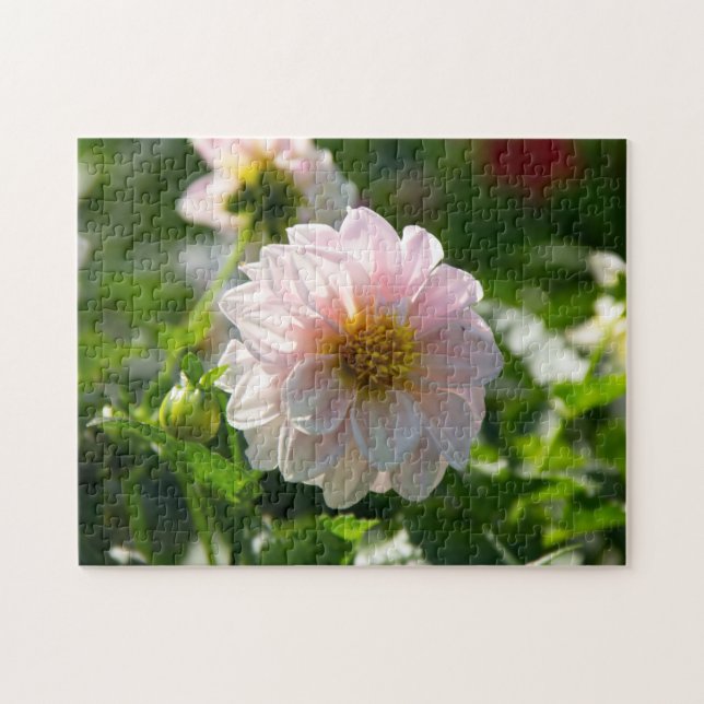 Weiße Dahlie im Foto Puzzle (Horizontal)