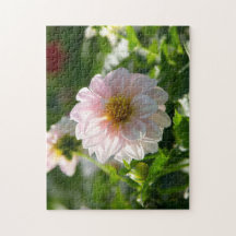 Weiße Dahlie im Foto