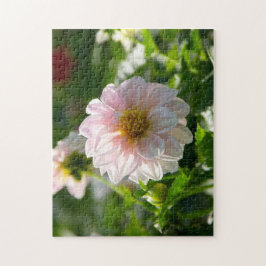 Weiße Dahlie im Foto Puzzle