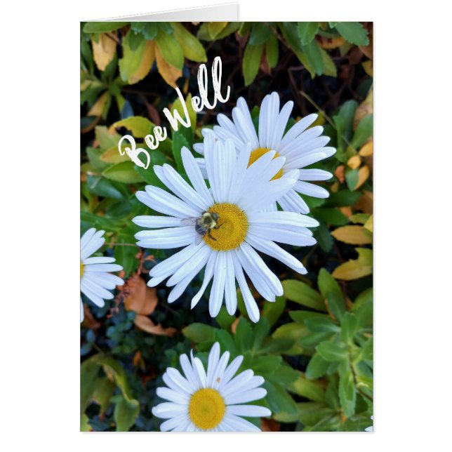 Weiße Daisy-Blume mit Bienen Get Well Card (Vorne)