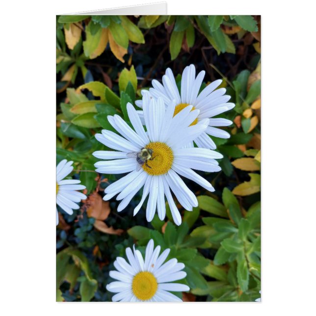 Weiße Daisy-Blume mit einer Bienenlederkarte (Vorne)