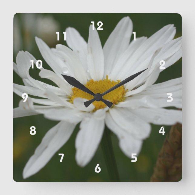 Weiße Daisy-Blume mit Raindrops-Natur Quadratische Wanduhr (Vorderseite)