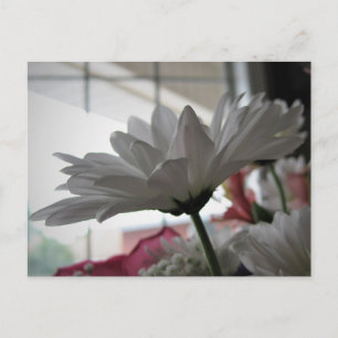 Weiße Daisy Original Blumenfotografie Postkarte