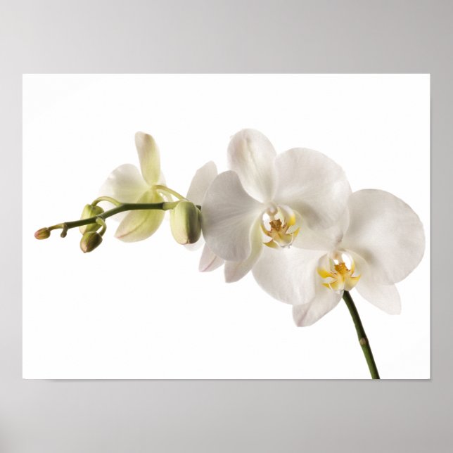 Weiße Dendrobium-Orchid-Blume-Spray Blankenleder Poster (Vorne)