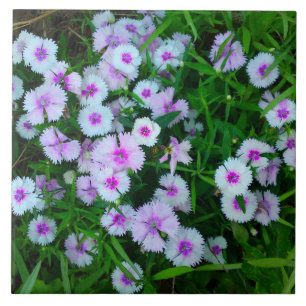 Weiße Dianthus-Blumenfliese Fliese