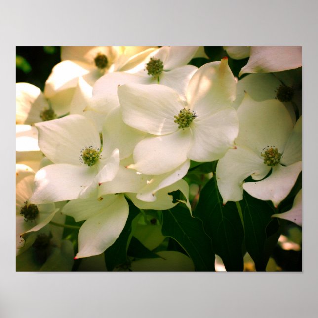 Weiße Dogwood-Blume blühen Poster (Vorne)