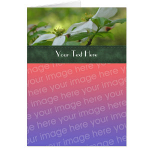 Weiße Dogwood-Blume Ihre Fotokarte