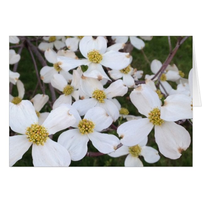 Weiße Dogwood-Blume Ihre Message Cards (Vorderseite (Horizontal))