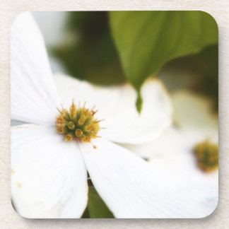 Weiße Dogwood-Blume Untersetzer