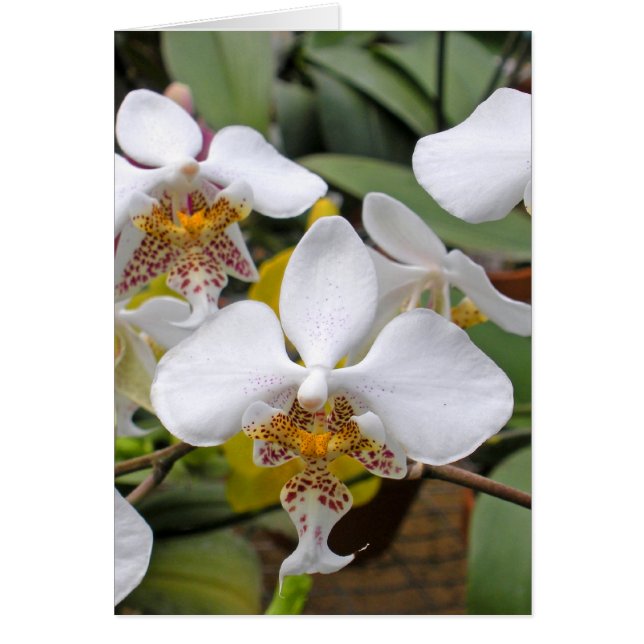 Weiße Drachen (Vorne)