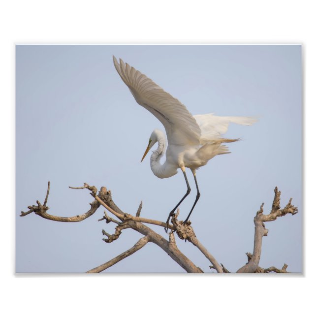 Weiße Egret Landung im Baum Fotodruck (Vorne)