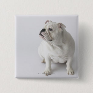 Weiße englische Bulldogge Button