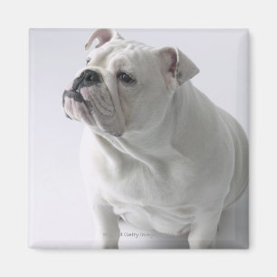 Weiße englische Bulldogge, die im Studio sitzt, Magnet