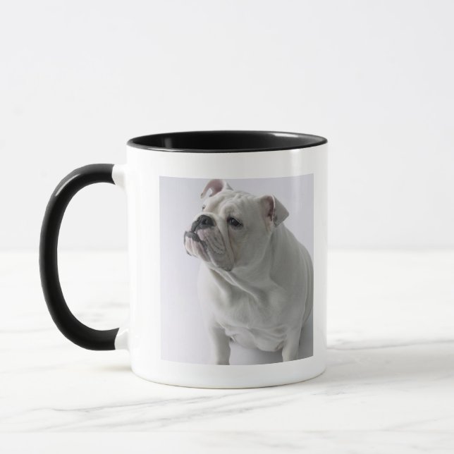 Weiße englische Bulldogge, die im Studio sitzt, Tasse (Links)
