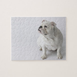 Weiße englische Bulldogge Puzzle