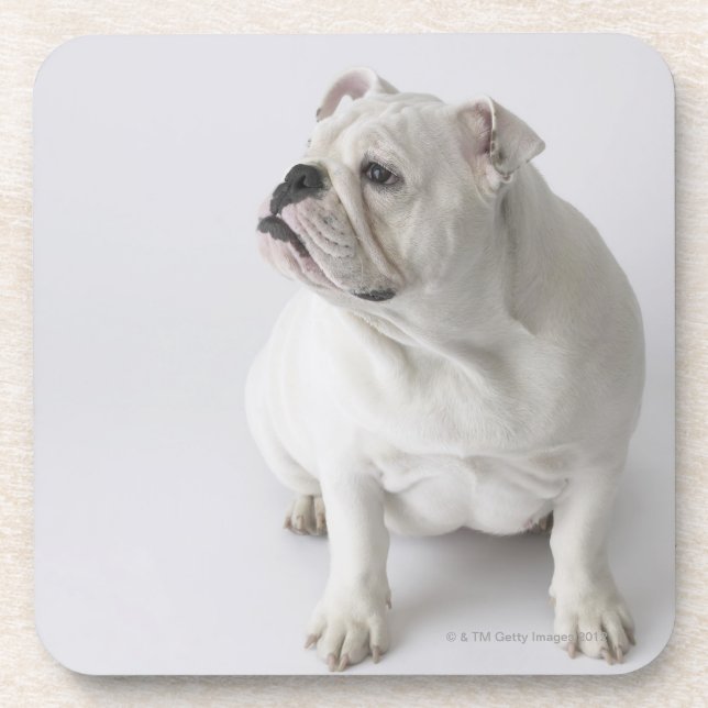 Weiße englische Bulldogge Untersetzer (Vorderseite)
