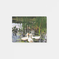 Weiße Enten, Lilienpads, Fesseln, Seeufer