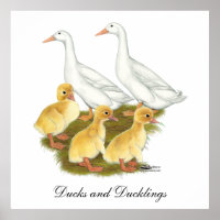 Weiße Enten und Enkeln