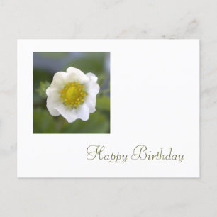 weiße Erdbeerblüten zum Geburtstag Postkarte