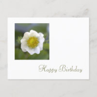 Weiße Erdbeere Blume zum Geburtstag