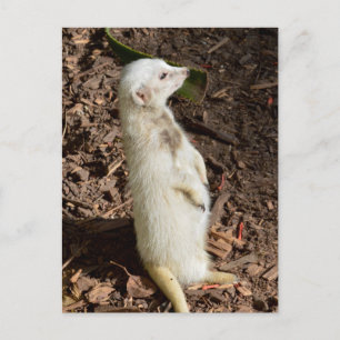 Weiße Erdmännchen Stehend, Postkarte