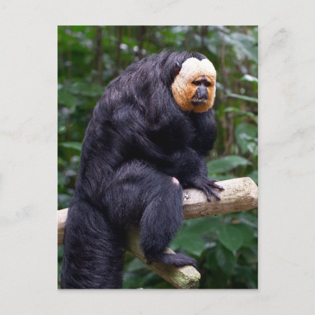 Weiße Faced Saki Monkey Postkarte (Vorderseite)