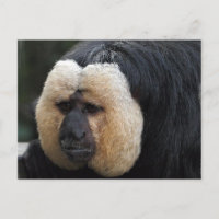 Weiße Faced Saki Monkey Postkarte