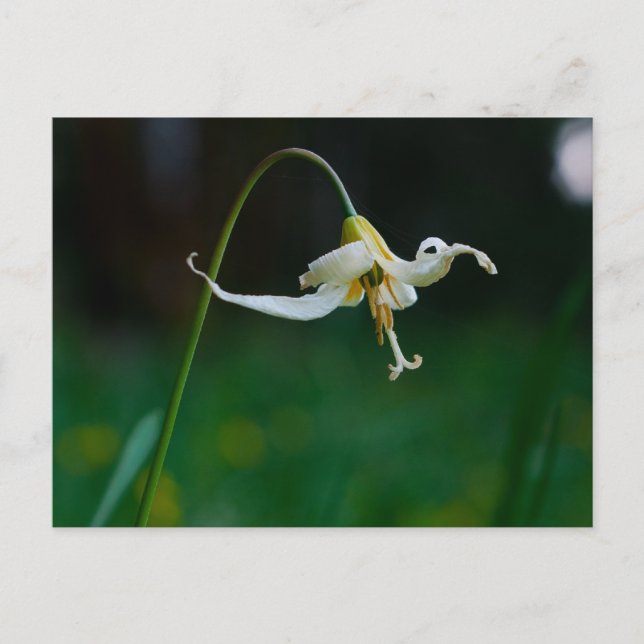 Weiße Fawn Lily 01 Postkarte (Vorderseite)
