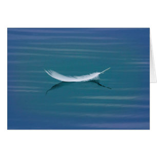 Weiße Feder auf Wasser