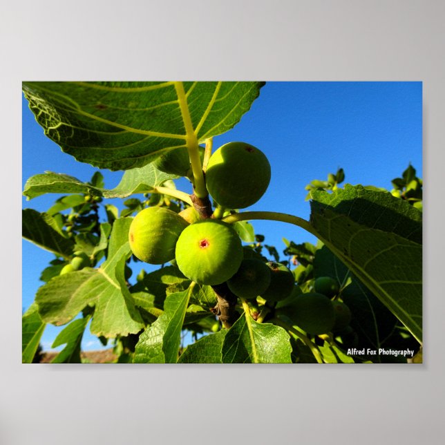 Weiße Feigen Blauer Himmel Poster (Vorne)